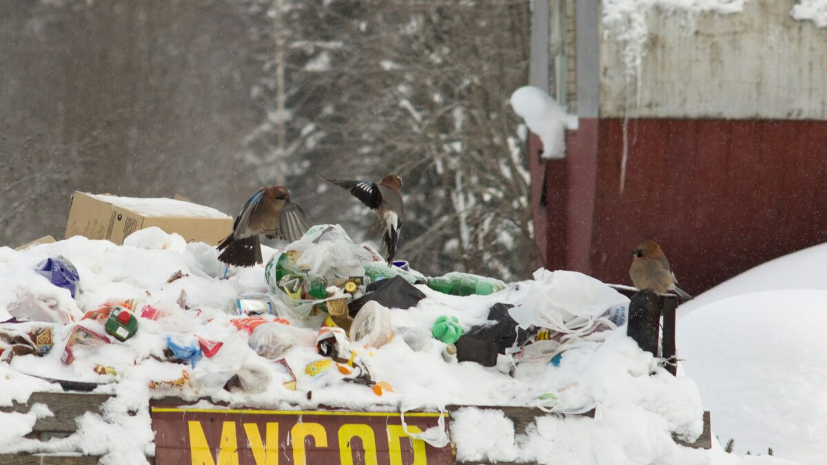 Pile of garbage in snow with birds flying nearby